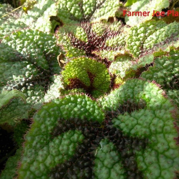 Begonia-  IRON CROSS - 1 Live Plant - 4" Nursery Growing Pot Ships No Pot*