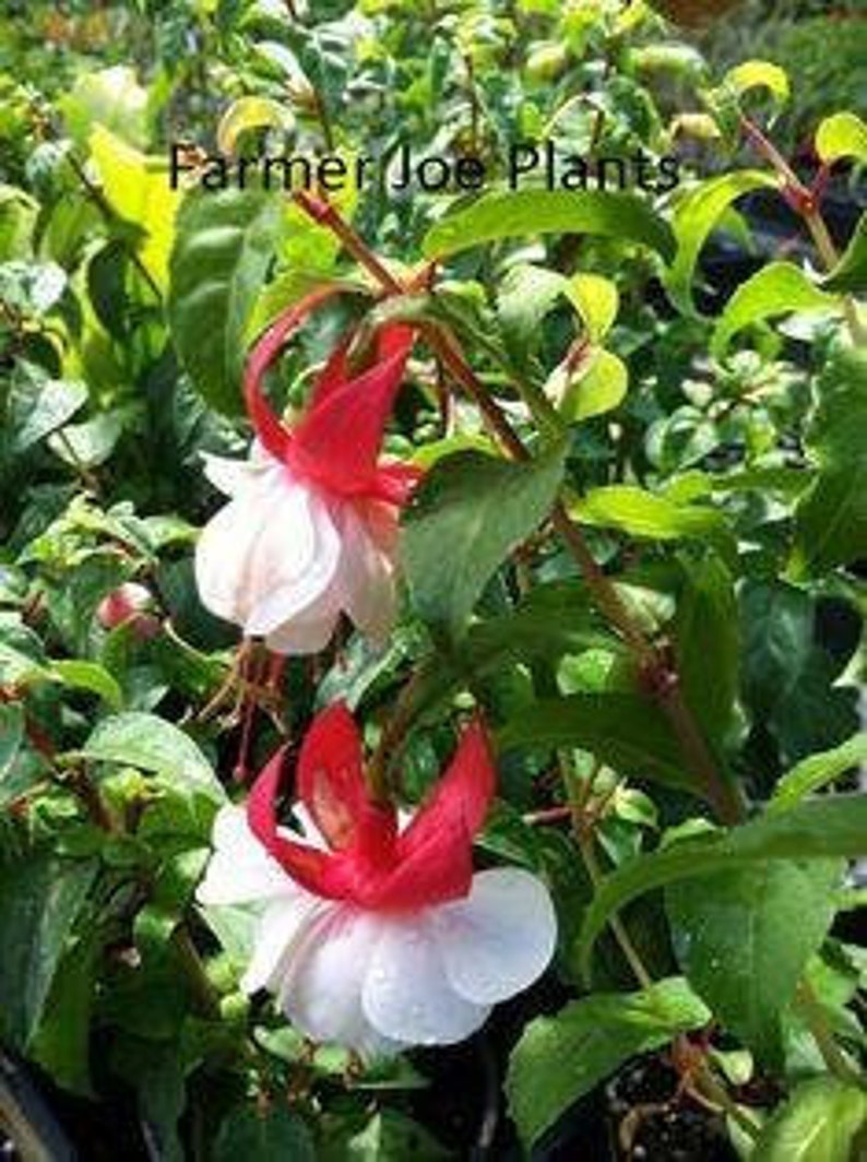 Live Plant Fuchsia Angel Earrings Double Red 1 Live Small Starter Plant ...