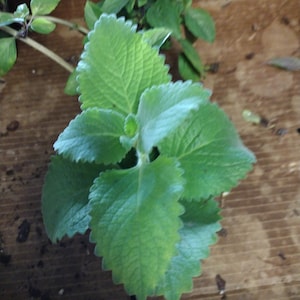 May include: Close-up of a green plant with large, textured leaves and serrated edges. The plant is set against a wooden background. Other smaller green plants are visible in the background.