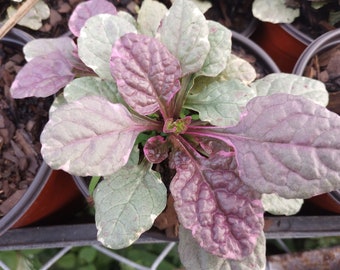 Ajuga Burgundy Glow Plant Gorgeous Flower 4" Nursery Growing Pot Super Hard To Find and Beautiful Ships No Pot*