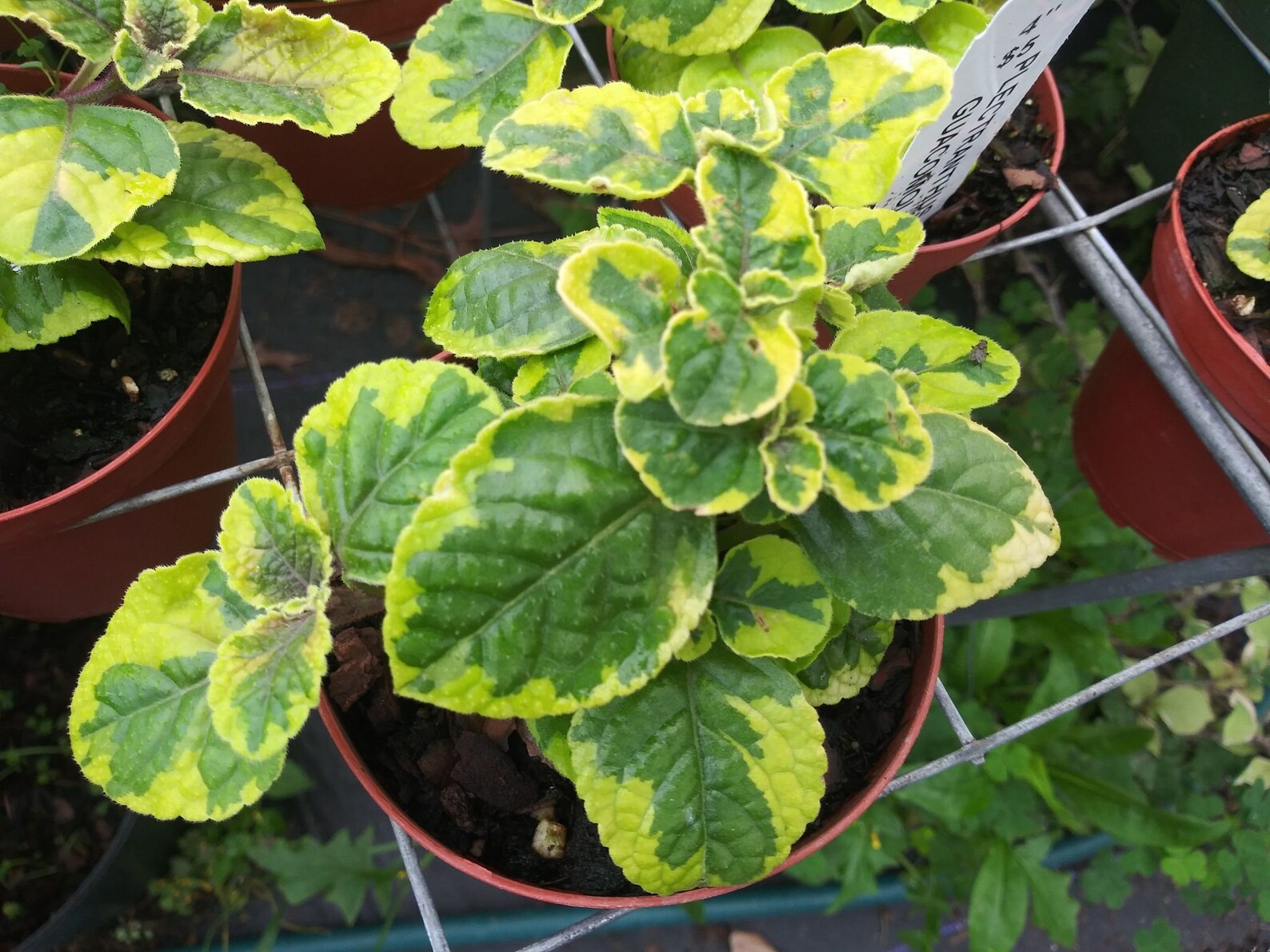 Plectranthus Swedish Ivy Guacamole 4 Pot 1 Live Etsy
