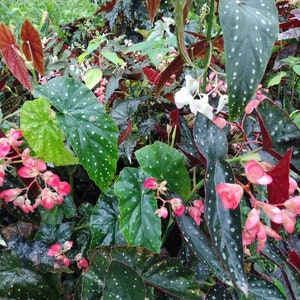 May include: A close-up of a leafy green plant with white spots on the leaves. The plant has pink flowers and white flowers.