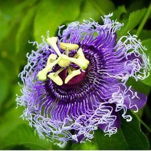 May include: Close-up of a passion flower with intricate purple and white petals. The flower's center features a complex structure with yellow and maroon elements, set against a backdrop of green leaves. The flower's delicate details are clearly visible.