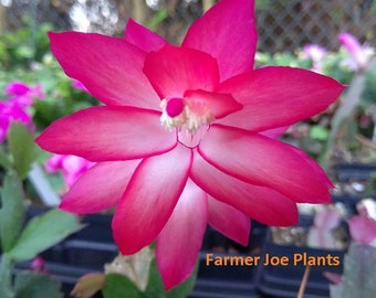 May include: A close-up of a pink and white Christmas cactus flower. The flower has many petals and is in full bloom. The text "Farmer Joe Plants" is visible in the bottom right corner of the image.