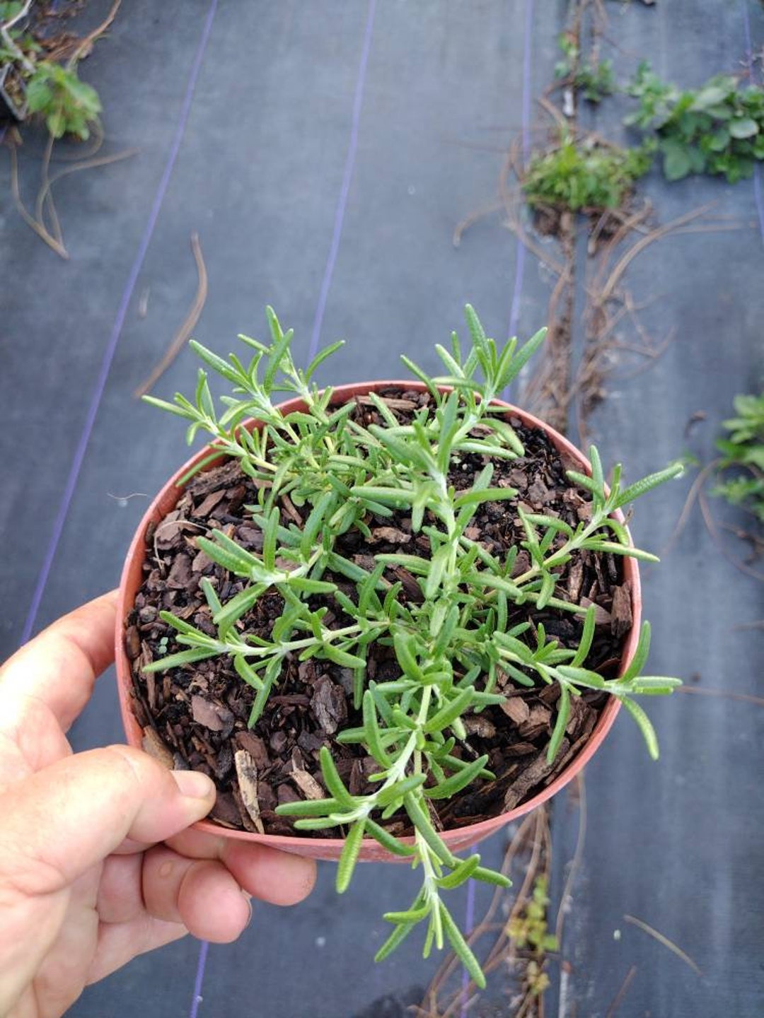 ROSEMARY Trailing 1 Live Upright Plant 6 Nursery Pot Great Size, Ships