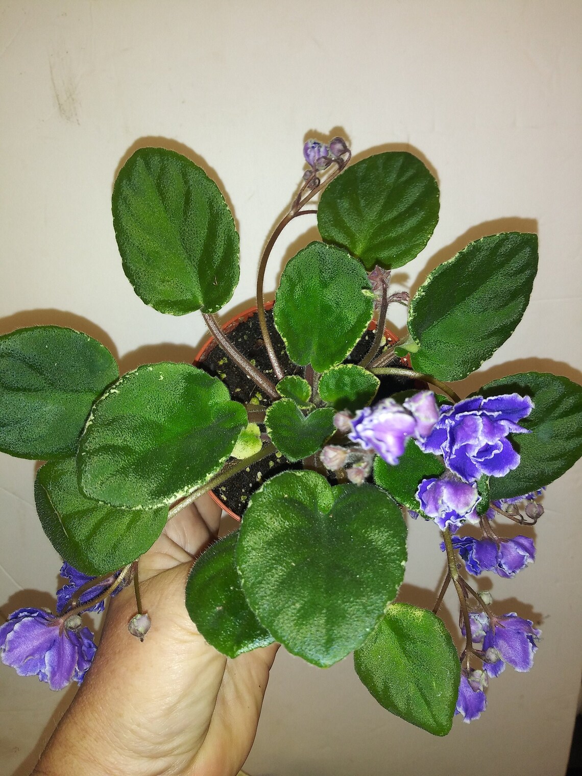 Sale Beat up AFRICAN VIOLET. buckeye Party Streamers Etsy