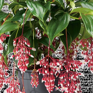 SALE **Minor Cold Damage MEDINILLA MAGNIFICA Florinilla Magic,1 Oversized Plant -6" Growing Pot Gorgeous Color!Ships No Pot Upgrade Shipping