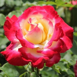 Rose Live Plant Double Delight Hybrid Tea Starter Rose Cold Hearty 4" Nursery Growing Pot-Ships No Pot, Not Grafted, Cut Back