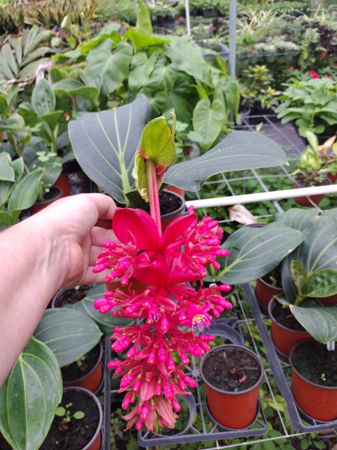 MEDINILLA MAGNIFICA Royal Intenze 1 Plant 5 Growing Etsy