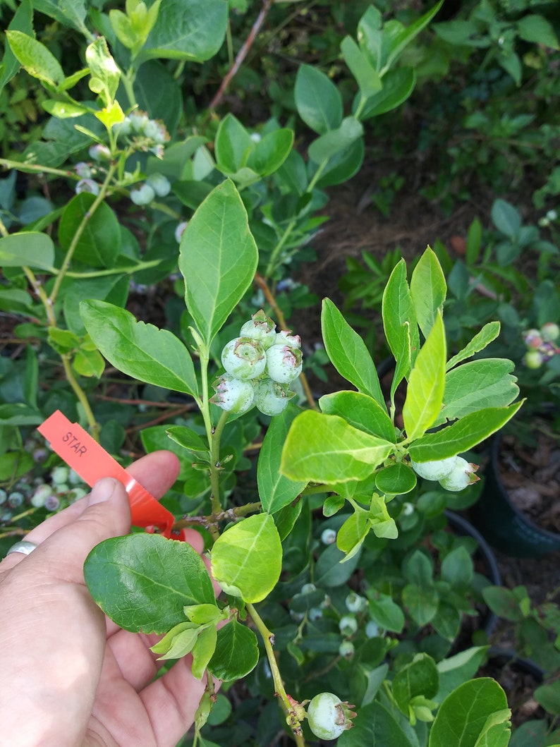 BLUEBERRY PLANT STAR 1 Live Plant 6 Pot Size Etsy