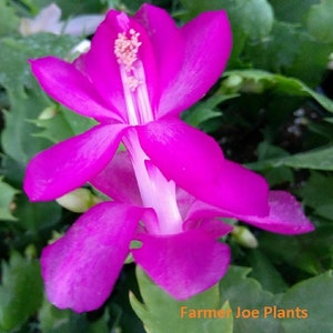 May include: A vibrant pink Christmas cactus flower with a white center. The flower is in bloom and has multiple petals.