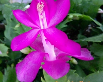 May include: A vibrant pink Christmas cactus flower with a white center. The flower is in bloom and has multiple petals.