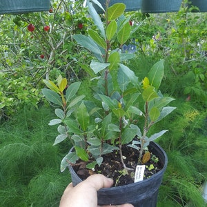 BAY LEAF, Bay Laurel Tree- Live Plant - 6" Nursery Growing Pot - 1 Plant Very Hard To Find Ships No Pot*