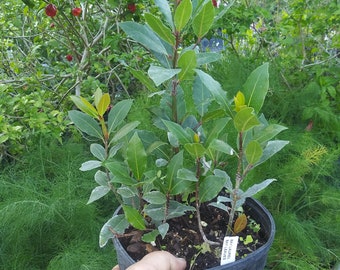 BAY LEAF, Bay Laurel Tree- Live Plant - 6" Nursery Growing Pot - 1 Plant Very Hard To Find Ships No Pot*