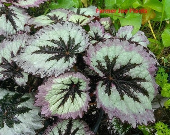 Actual Real Plants- Begonia-HARMONY'S FIRE WOMAN - 1 Live Plant - 4" Pot **Newly Planted