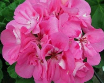 Geraniums, Patriot Tickled Pink 1 Actual Real Starter Plant - 4" Nursery Growing Pot Newly Planted Ships No Pot