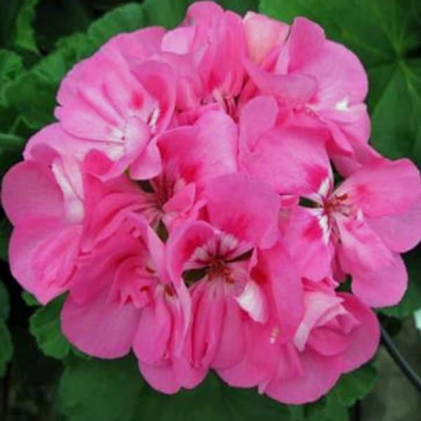 Geraniums, Patriot Tickled Pink 1 Actual Real Starter Plant - 4" Nursery Growing Pot Newly Planted Ships No Pot