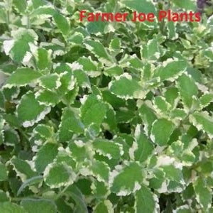 HERB  MINT  PINEAPPLE Variegated 1 Live Starter Plant 4" Nursery Growing Pot Size Ships No Pot Newly Planted, Hard To Find