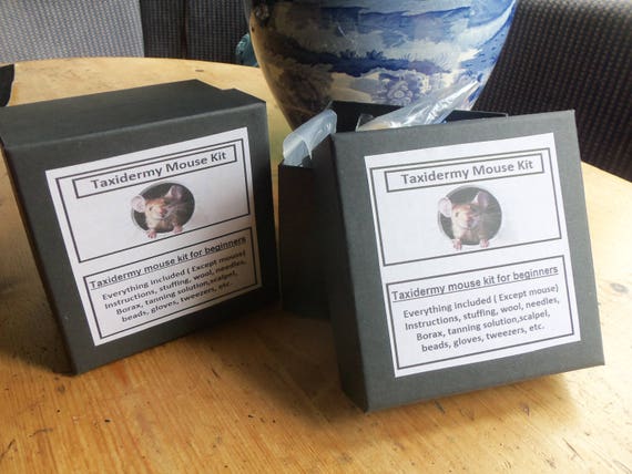 Taxidermy Mouse Kit For Beginners Great Present Etsy