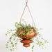 see more listings in the Hanging Planters section