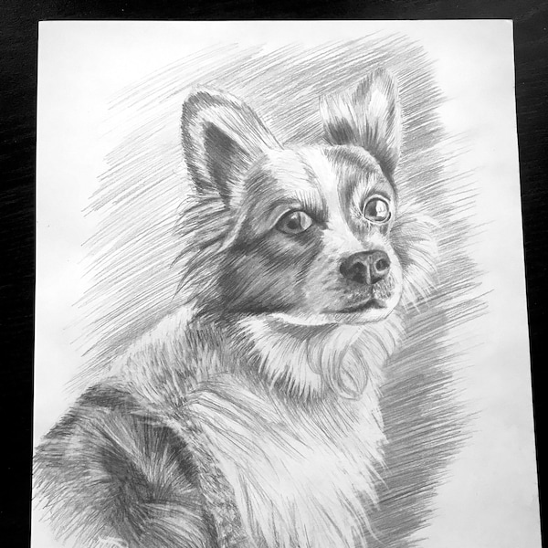 Hand Drawn, Custom Realistic Pet Portrait, Charcoal or Graphite Drawing, Pet Memorial