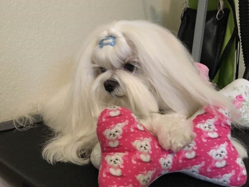 Top Knot Bone Pillowsmaltese Etsy Australia