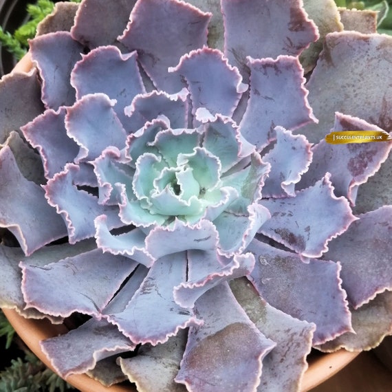 Youngs Garden Shop Succulents Youngs Garden Shop Succulents
