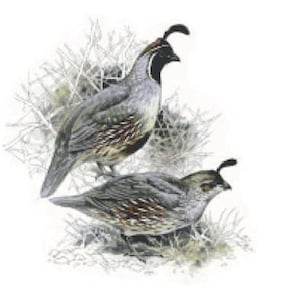 Gambel Quails Cross Stitch Chart