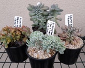 Crested Succulents Cristate Echeveria Pachyveria Graptosedum Rare Unusual Collection Plants