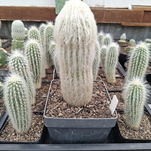 May include: A columnar cactus with dense, long white hair covering its green body, planted in a square black plastic pot filled with dark soil. The cactus features vertical ribs and sharp spines beneath the soft, fibrous white coating.