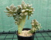 Crested Succulents Cristate Echeveria Pachyveria Graptosedum Rare Unusual Collection Plants