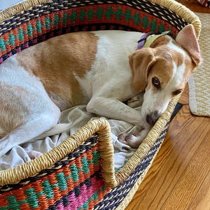 May include: A white and brown dog with a purple collar is resting in a woven dog bed with a colorful geometric pattern. The bed is made of natural materials and has a rounded shape.