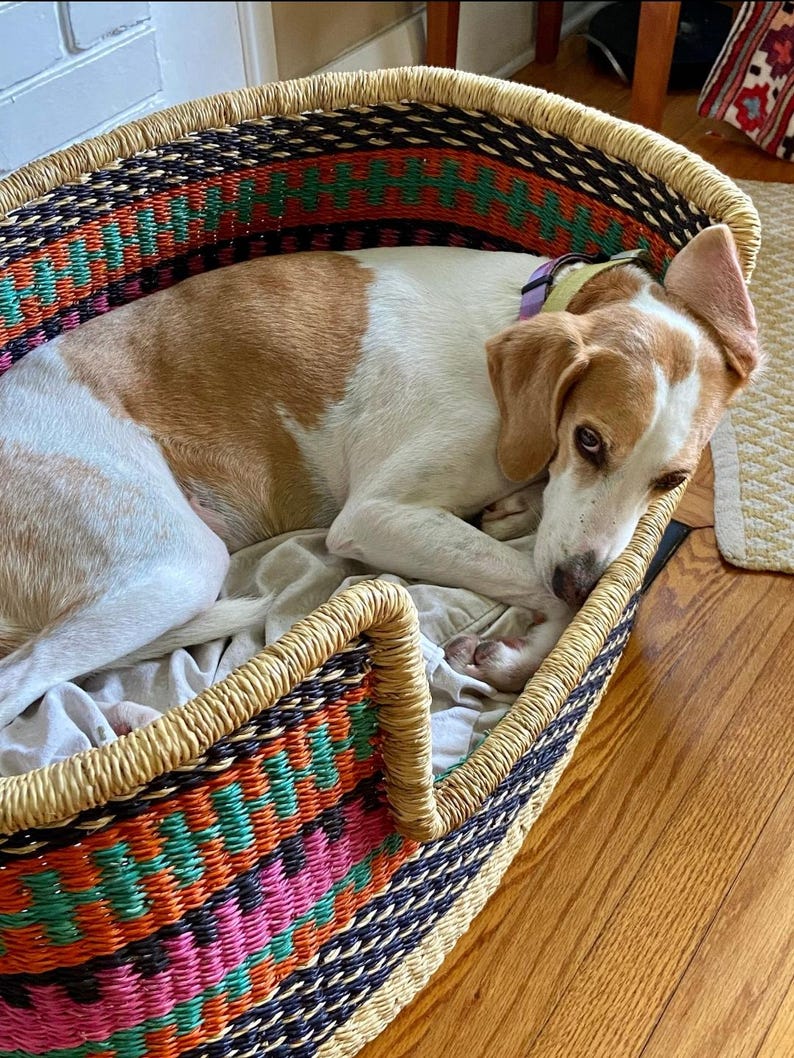 May include: A white and brown dog with a purple collar is resting in a woven dog bed with a colorful geometric pattern. The bed is made of natural materials and has a rounded shape.