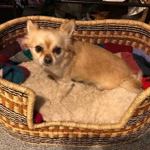 Comfortable Dog Basket Bed Etsy