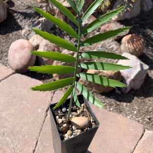 Munch's Cycad E. Munchii Mozambique Cycad Fast Growing Bluish Green Plant image 7