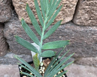 Karoo Cycad E. Lehmannii Cold Hardy Blue Cycad