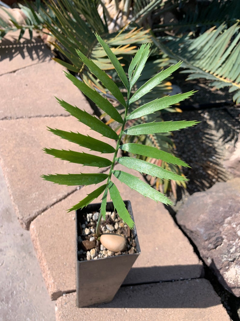 Munch's Cycad E. Munchii Mozambique Cycad Fast Growing Bluish Green Plant image 3