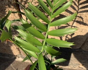 Alexandria Cycad E. Arenarius Wide Leaflet Plant Turns Blue