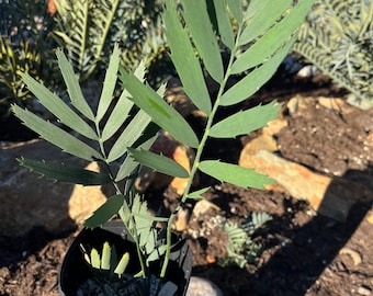 Cloud Mountain Cycad E. Nubimontanus Extinct in the Wild 1" Caudex Sun Grown in Deep Citrus Pot