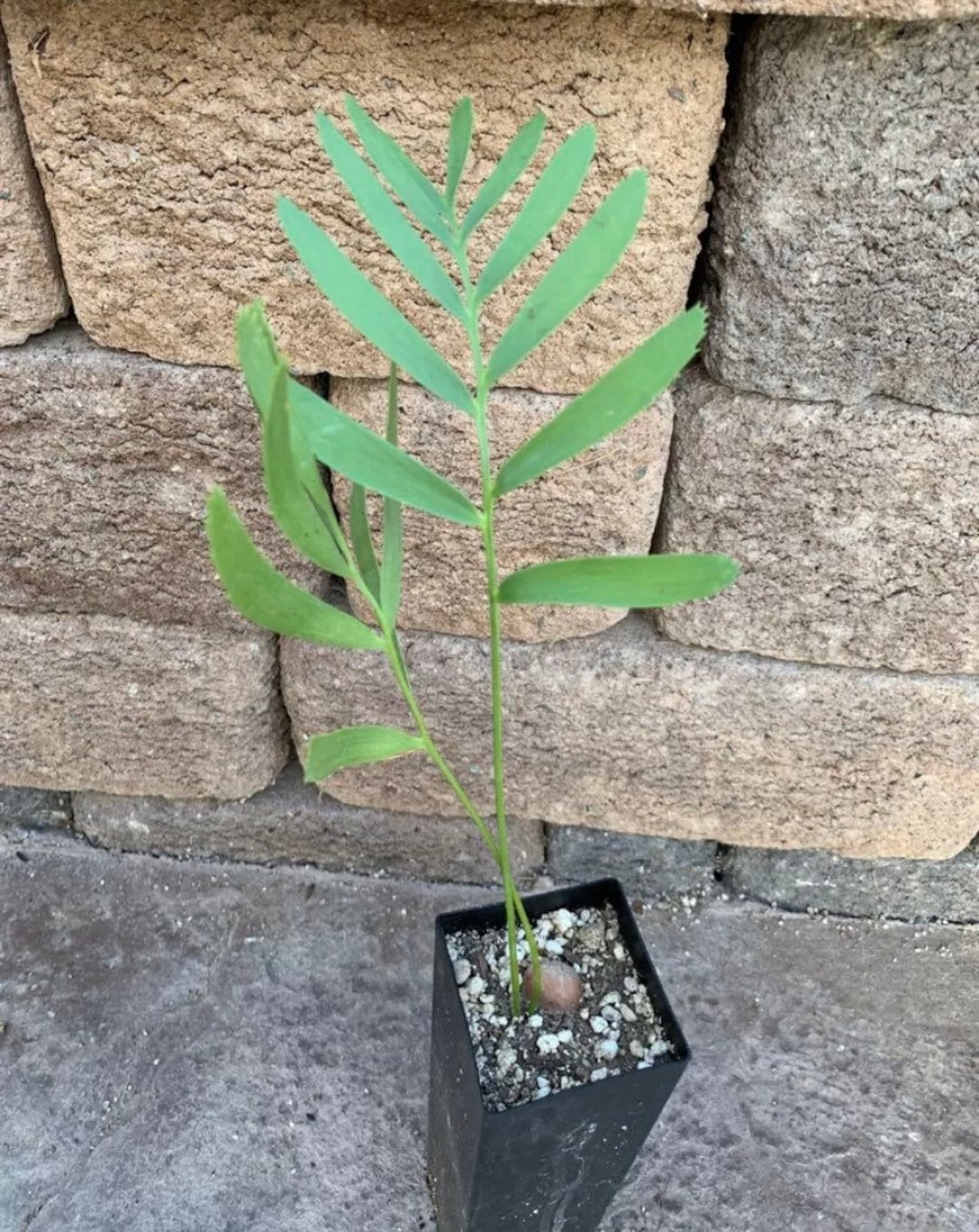 Waterberg Cycad E. Eugenemaraisii Blue Keeled Leaves Cold