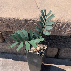 Horrible Cycad - Eastern Cape Cycad - Blue Thorny Spiny Gnarly Full Sun Plant