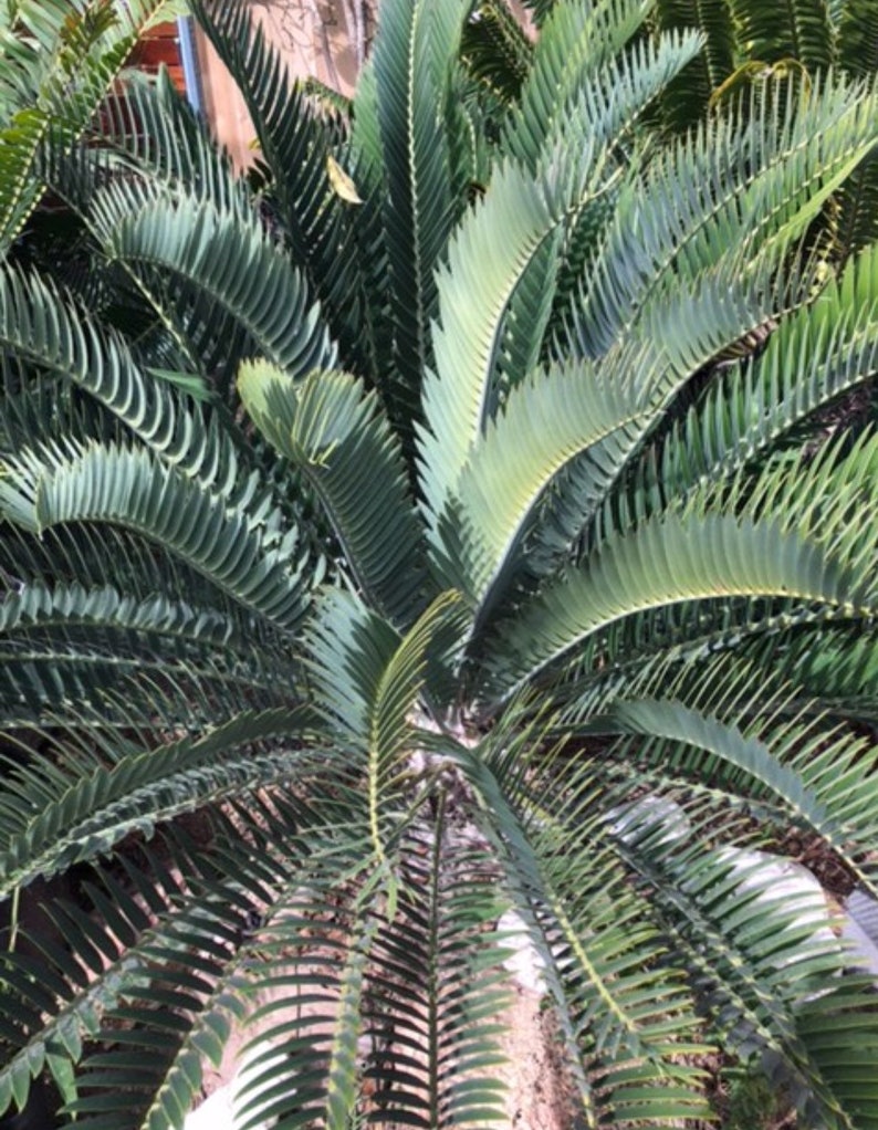 Encephalartos Longifolius Cycad Blue Drought Resistant Thorny Succulent Water Wise For Rare Plant and Xeric Plant Collectors