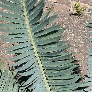 Munch's Cycad E. Munchii Mozambique Cycad Fast Growing Bluish Green Plant image 2