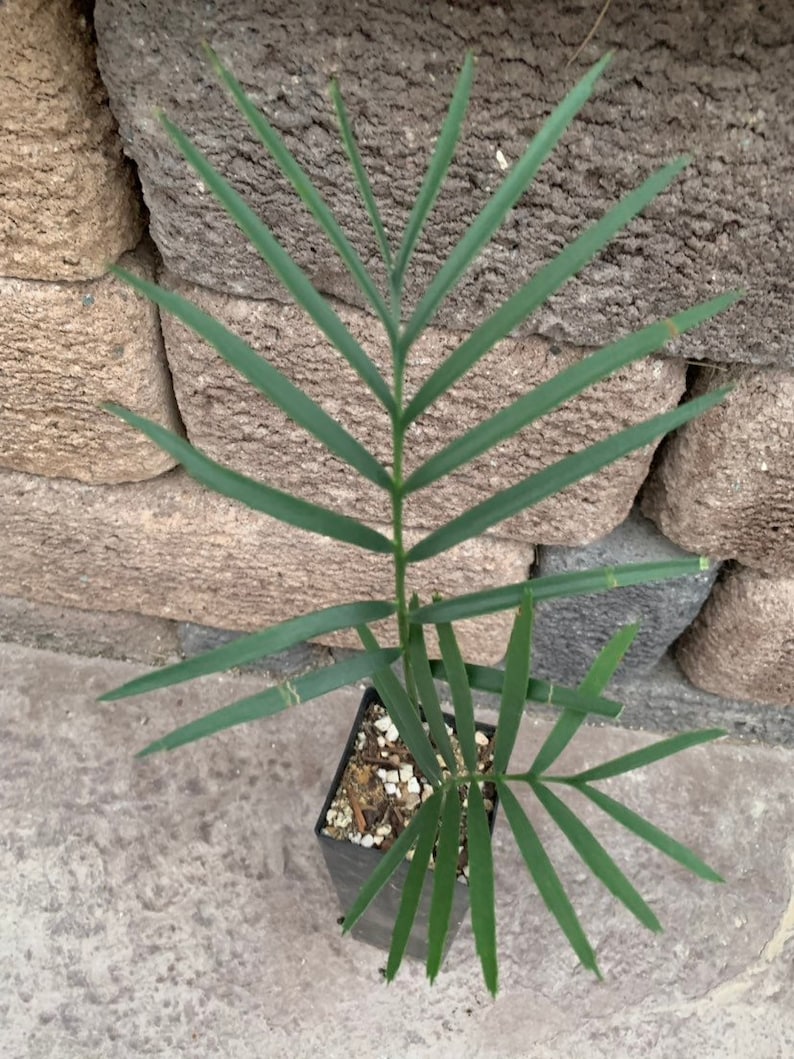 Encephalartos Longifolius Cycad Blue Drought Resistant Thorny Succulent Water Wise For Rare Plant and Xeric Plant Collectors