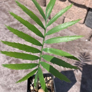 Munch's Cycad E. Munchii Mozambique Cycad Fast Growing Bluish Green Plant image 1