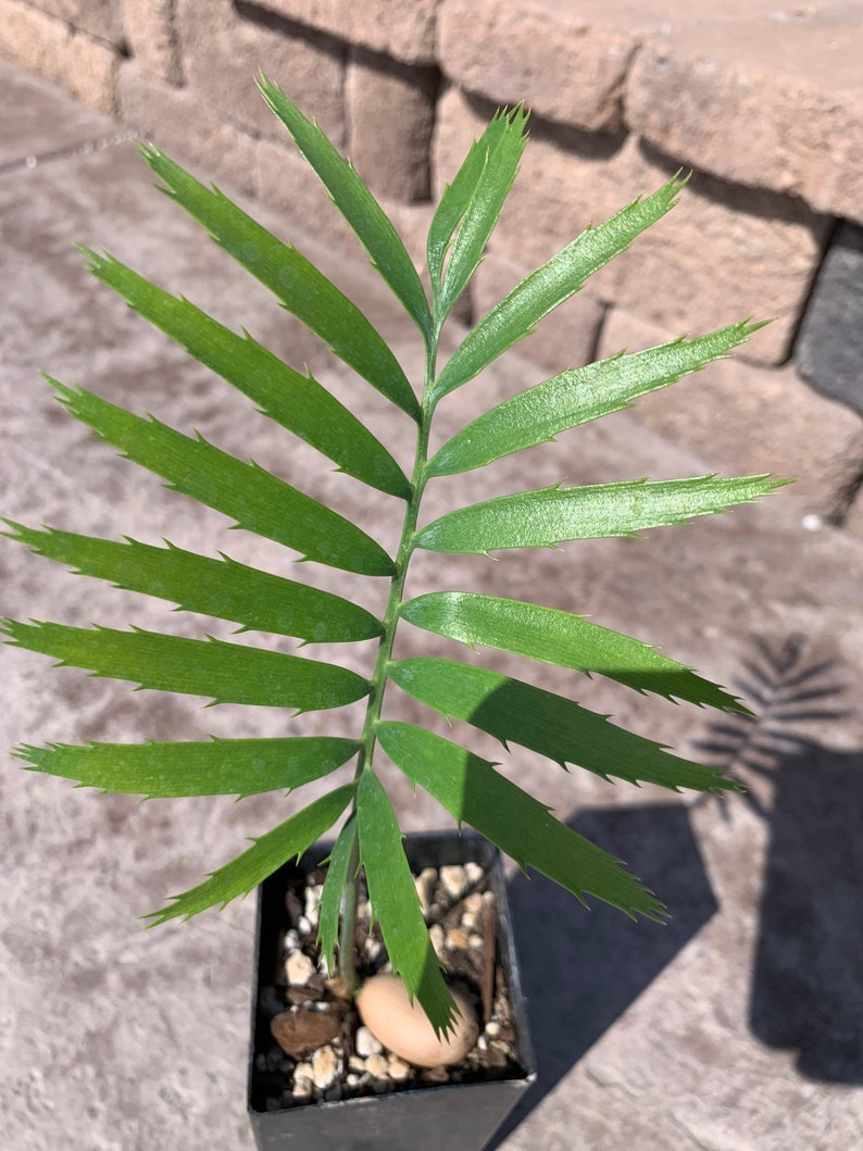 Munch's Cycad E. Munchii Mozambique Cycad Fast Growing Bluish Green Plant image 1