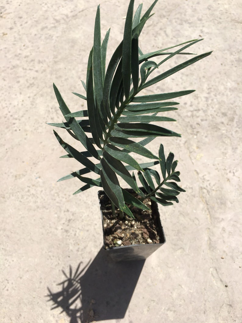 Encephalartos Longifolius Cycad Blue Drought Resistant Thorny Succulent Water Wise For Rare Plant and Xeric Plant Collectors