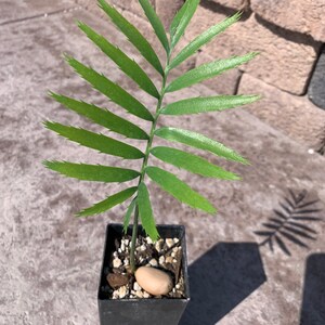 Munch's Cycad E. Munchii Mozambique Cycad Fast Growing Bluish Green Plant image 4