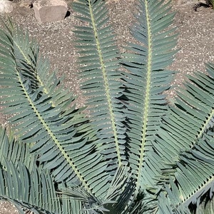 Munch's Cycad E. Munchii Mozambique Cycad Fast Growing Bluish Green Plant image 5