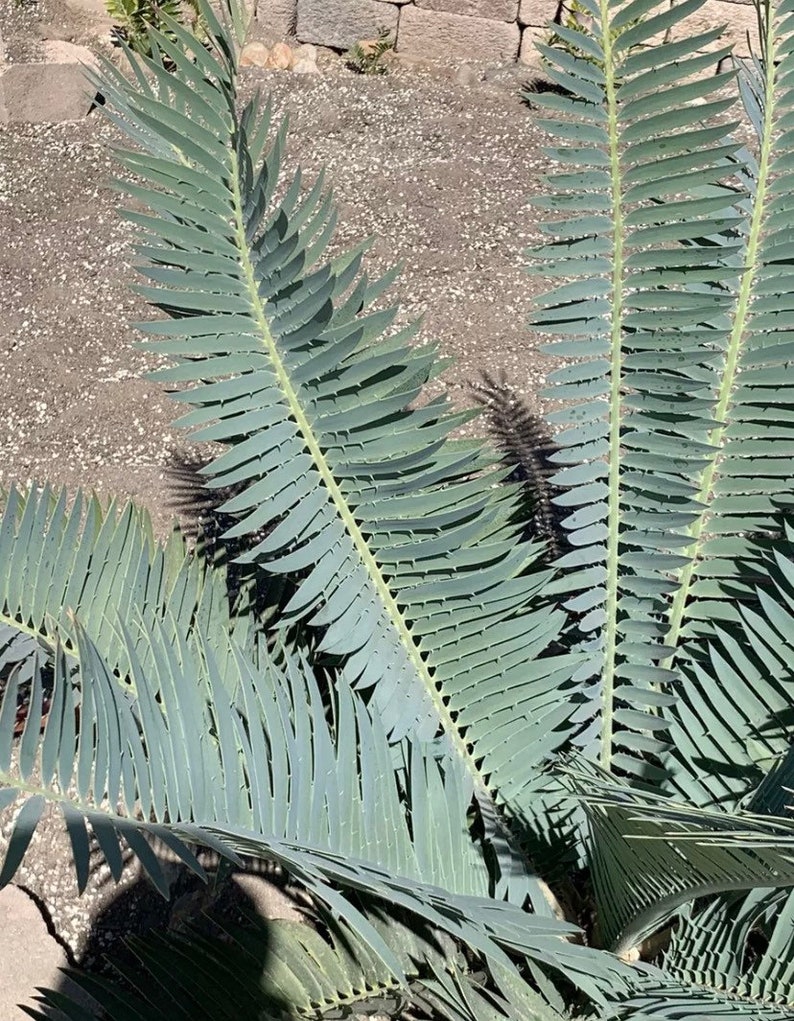 Munch's Cycad E. Munchii Mozambique Cycad Fast Growing Bluish Green Plant image 6